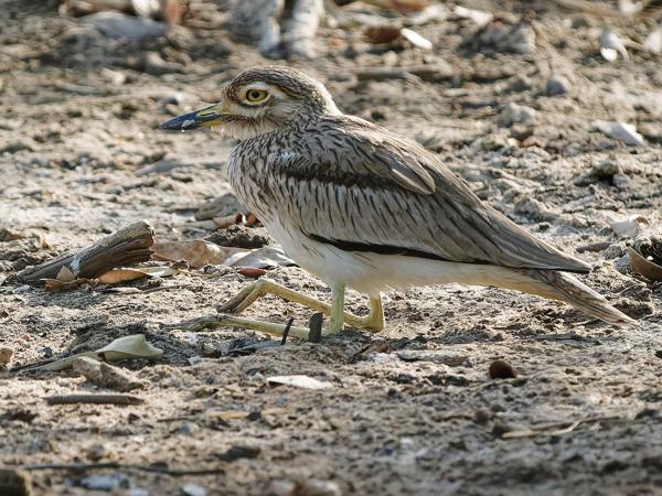 <h3><a href="/trips/gambia/biota/animalia/chordata/aves/024 charadriiformes/002 burhinidae/burhinus senegalensis/burhinus senegalensis-nl.html">Burhinus&nbsp;senegalensis</a> / Senegal&nbsp;thick‑knee / Senegalese&nbsp;griel</h3>OM-1 Mark II met OLYMPUS M.150-400mm F4.5 TC, 1/2000 sec  bij F5.6, ISO 2500, afstand 21.2&nbsp;m